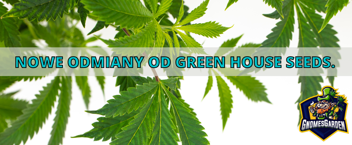Nowe Odmiany Nasion Marihuany od Green House Seeds. 